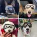 NAMSAN Dog Goggles Transparent Pet Sunglasses Waterproof Windproof Eye Protection for Large/Medium Dog Clear - Buy Online on SooperMarket.com