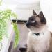 Pettsie Cat Collar Breakaway & Friendship Bracelet Set | Eco-Friendly Gift Box | D-Ring for Accessories | 100% Cotton | Adjustable Green Design - Buy Online on SooperMarket.com