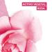Yves Rocher EAU FRAICHE COLLECTION Rose EDT Spray for Women Fragrance Fresh Scent Delicately 100 ml./3.3 fl.oz. - Buy Online on SooperMarket.com