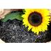 Buy Black Sunflower Seeds 25kg - New Harvest 2023 for Bird Feed | International Shipping Available - Buy Online on SooperMarket.com