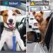 Oyefly Universal Dog Seat Belt Elastic Safety Belt for Dogs & Cats | Strong Carabiners | Fits All Car Types (Blue) - Buy Online on SooperMarket.com