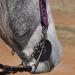 Cashel Bit Cheek Guards - Black (1 Pair) | Protect Your Horse's Mouth - Buy Online on SooperMarket.com