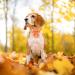 Autumn Dog Collar - Adjustable Yellow Cotton Hall Band with Sailor Flying Design for Small & Medium Dogs - Pack of 1 - Buy Online on SooperMarket.com