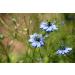 SAFLAX Organic Black Cumin Seeds (Nigella Sativa) - 300 Seeds for Gardening - Buy Online on SooperMarket.com