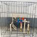 PINVNBY Bird Playground Parrot Play Gym Parakeet Cage Play Stand Wooden Perches Playpen Ladders Conure Chewing Climbing Swing Toy Birdcage Accessories for Small Cockatoo Cockatiel Lovebirds Budgie - Buy Online on SooperMarket.com