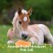 Himalayan Nature Licking Salt for Horses - 2 Pack Pink | Natural Mineral Supplement - Buy Online on SooperMarket.com