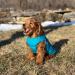 Padded Vest Dog Jacket - Solid Turquoise, Small - Gooby Warm Zip Up Fleece Jacket for Small Dogs - Water Resistant with Dual D Ring Leash Attachment - Small/Medium Dog Sweater - Buy Online on SooperMarket.com