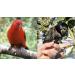 The Aviator Bird Harness for Small Birds - Red | Secure & Stylish Flight Experience - Buy Online on SooperMarket.com