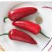 Chili Set: 20 Unique Varieties of Hot & Spicy Pepper Seeds - Worldwide Shipping - Buy Online on SooperMarket.com