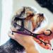 Professional Purple Dragon Pet Grooming Scissor Set - Japan 440C Stainless Steel Chunker Shear for Pet Groomers and DIY - 7.0/8.0 inch Hair Cutting Scissor + 6.75/8.0 inch Dog Shear - Buy Online on SooperMarket.com