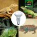 Terra Exotica 75W Heat Spot Bulb for Reptiles - 3 Pack Terrarium Lighting - Optimal Heat for Reptile Habitats - 25W 40W 60W 100W 150W Options Available - Buy Online on SooperMarket.com