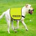 CENWA Reactive Dog Jacket Vest Dog Reactive Dog Training/Reactive Not Aggressive Service Dog Slogan Warning Vest (Reactive Not Aggressive L EU) - Buy Online on SooperMarket.com