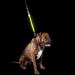 Furhaven Pet Hands-Free Bungee Dog Leash with LED Collar and Safety Features - Multiple Colors and Sizes - Buy Online on SooperMarket.com