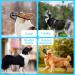 Fwlwtwss Dog Muzzle - Adjustable Mesh Muzzle for Small Medium & Large Dogs | Prevents Biting Chewing & Barking | International Shipping Available - Buy Online on SooperMarket.com