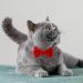Personalized Cat Collars with Bells - Adjustable Pet Safety Collars for Small Dogs & Cats - 2 Pack in Red & Black - Buy Online on SooperMarket.com