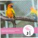 Beavorty 4 Sets Bird Leash Suspend Bird Training Bird Flying Harness Bird Harness Leashes Vest Clothing 12X6X1.3CMx4pcs Pinkx4pcs - Buy Online on SooperMarket.com