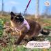 Buy Belffy Cat Dishes & Leash Set - Automatic Leash for Cats Kittens & Dogs - Stylish Pink Jacket for All Pets - Buy Online on SooperMarket.com