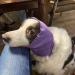 YolentQuiet Ears 2PCS Dog Ear Covers for Anxiety and Noise Protection - Gray+Purple - Medium to Large Dogs - Buy Online on SooperMarket.com