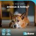 Zylkenee 450mg - 20 Capsules | Natural Stress Relief Supplement for Pets | Fast International Shipping - Buy Online on SooperMarket.com