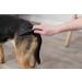Trixie 2410 Flea and Dust Comb for Dogs & Cats - 15 cm Black | High-Quality Pet Grooming Tool - International Shipping Available - Buy Online on SooperMarket.com