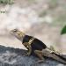Shop Bartagame Leash & Dishes for Reptiles - Adjustable Linen Leash & Accessories for Amphibians Chameleons & Small Pets - Perfect for Outdoor Security & Walks - Buy Online on SooperMarket.com