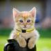 5 Pieces Address Pendant Collars for Cats & Dogs | Durable Animal ID Tags | Perfect for Small Breeds - Buy Online on SooperMarket.com