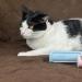 Twist N Clean 2-in-1 Lint Remover & Brush - Pet Hair Remover for Fuzz & More - International Shipping Available - Buy Now - Buy Online on SooperMarket.com