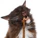 Aidiyapet Cat Catnip Sticks Cat Chew Sticks Cat Catnip toys Matatabi Silvervine Chew Sticks Cat Dental Chews for Cat Teeth Cleaning Cat Toys for Indoor Cats 30 Count (Pack of 1) - Buy Online on SooperMarket.com