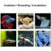J-star Aquarium Breeder Box - Baby Fish Separator & Incubator Divider - Buy Online on SooperMarket.com