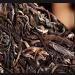 Pu-erh tea 2011 Iceland old village 357g Raw - Buy Online on SooperMarket.com