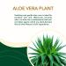 Nature's Gold Natural Hypoallergenic Aluminum-Free Deodorant | Aloe Vera Infused | Safe for Sensitive Skin | Stain-Free | Jasmine & Cedarwood Scent | Includes Free Organic Lip Balm - Buy Online on SooperMarket.com