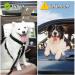 Buy Taval Adjustable Dog Seat Belt for Small & Large Dogs - Safe Car Travel | ISOFIX Compatible - Buy Online on SooperMarket.com