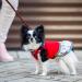 Shop Tibapla Double Linen Dog Leash for 2 Dogs - Reinforced Padded Handles 140cm Blue | Perfect for Training Small to Large Dogs - International Shipping Available - Buy Online on SooperMarket.com