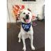 Dog Birthday Boy Bandana Dog Bandana Christmas Birthday Gift Washable Triangle Scarf Soft Pet Decorations Neckerchief Bow Ties for Small Medium Dog (Blue) - Buy Online on SooperMarket.com