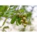 Macadamia Nut Halves & Pieces 2lbs | Non-GMO Raw Unsalted Kosher Vegan | Keto Snack & Baking | Healthy Fats | Salad & Yogurt Topper - Buy Online on SooperMarket.com
