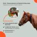 RL24 Eczema Ceiling for Horses | Light Brown | Protective Flying Sheet with Neck & Abdomen | Fine-Meshed Double Closure & Leg Cords | 115cm - Buy Online on SooperMarket.com