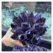 Crystals 1pc Natural Rare Purple Quartz Crystal Cluster Specimen Stone Collection