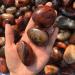 Natural Crystal Rough 1PC Natural Red Agate Stone Crystal Geode Sardonyx Gemstone Polished Palm Ore Rock Specimen Craft Decor (Color : 30-40mm Size : 1Pc) 1Pc 30-40mm - Buy Online on SooperMarket.com