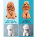 oneisall Professional Dog Clippers for Thick Hair - Heavy-Duty Cordless Grooming Clippers with Metal Blade for Cockapoo - Blue - Buy Online on SooperMarket.com