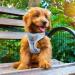 PUPTECK Dog Harness Small Dog with Collar and Lead Set Step-in No Pull Puppy Cat Harnesses for Daily Walking Blue M M: Chest girth: 40.6-45.7cm Collar: 30-40cm Blue - Buy Online on SooperMarket.com