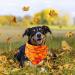 3Pcs Halloween Dog Bandanas Thanksgiving Pet Triangle Bibs Fall Pumpkin Maple Leaf Printed Dog Kerchief Adjustable Washable Scarfs Accessories for Small Medium Large Girl Boy Dogs Puppies Cats Pets - Buy Online on SooperMarket.com