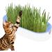 Youding Cat Grass Growing Kit Planter Tray Catnip Box Chewing Kitten Plant Set for Snacks Soil Free Snacks Digestion Pet Food Indoor Nursery Balcony Patio Blue - Buy Online on SooperMarket.com