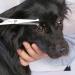 Professional Stainless Steel Pet Grooming Scissors Set for Dogs and Cats - Eye & Thinning Shears Kit for Home Grooming - Includes 1.6371 Eye Scissors + 6373 Thinning Scissors - Buy Online on SooperMarket.com