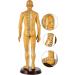 Human Acupuncture Template 50 cm Human Meridian Chinese Medicine Acupuncture Point Medicine Acupuncture Point Model Hand Rotate Anatomy Model - Buy Online on SooperMarket.com