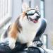 Tsathoggua Dog Goggles Dog Sunglasses with Elastic Strap UV Pet Goggles Protect Dog's Eyes for UV Wind Dust and Fog Medium/Large Breed - Buy Online on SooperMarket.com