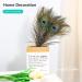 10pcs Multicolored Natural Peacock Feathers for DIY Crafts and Easter Decoration - 10-12 inch - Buy Online on SooperMarket.com