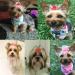 Yagopet 50pcs/Pack Cute New Dog Hair Bows Pairs Rhinestone Pearls Flowers Topknot Mix Styles Dog Bows Pet Grooming Products Mix Colors Pet Hair Bows Topknot Rubber Bands - Buy Online on SooperMarket.com