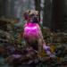 Buy Laroo Waterproof LED Light Band for Dogs & Cats - Bright Easy Attach Flashing Collar Light in Pink - Buy Online on SooperMarket.com