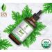 SVA Organics Citronella Essential Oil USDA Organic 4 Oz - Pure & Natural Therapeutic Grade Oil for Skin, Body, Diffuser & Candle Making - Buy Online on SooperMarket.com