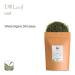 Organic Dill Herb - Premium Quality Gourmet Garnish for Exquisite Dishes | 100g - Buy Online on SooperMarket.com